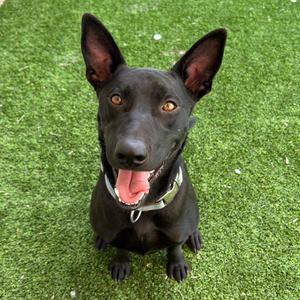 Anubis, Shepherd, adult, available for adoption