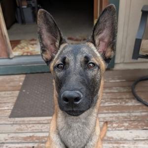 A Belgian Malinois dog sitting on a wooden deck, looking directly at the camera with its ears perked up.