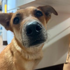 Baby, Malinois, Belgian, adult, available for adoption