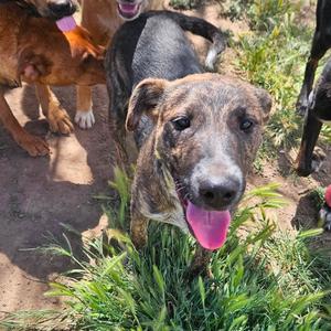 Buzz - Butler Campus!, Mixed Breed (Large), adult, available for adoption