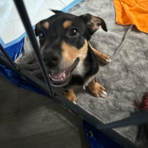 Blinky - In Foster!, Terrier, puppy, available for adoption