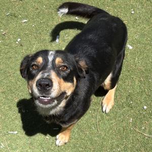 Bella - in foster!, American Blue Heeler, adult, available for adoption