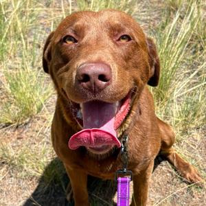 Canelo, Retriever, Chocolate Labrador, adult, available for adoption