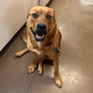 Buckaroo, Mixed Breed (Large), adult, available for adoption