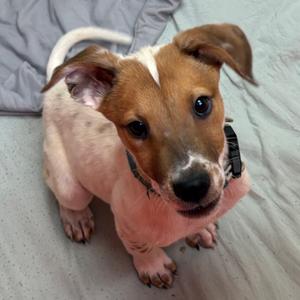Anaconda - Butler Campus!, Cattle Dog, puppy, available for adoption