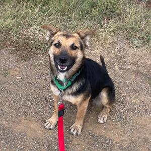 A happy dog with a black and tan coat, wearing a green collar and red leash, sitting on a dirt path with grass in the background.