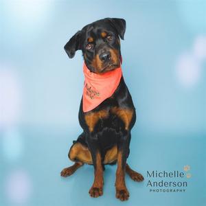 A black and tan Rottweiler dog wearing a pink bandana, sitting on a blue background.