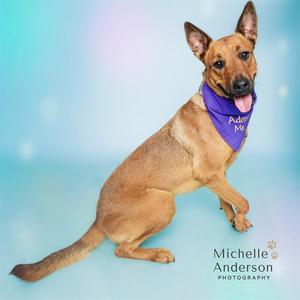 GIGI, Rhodesian Ridgeback, adult, available for adoption