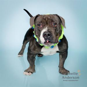 HARVEY, Pit Bull Terrier, senior, available for adoption