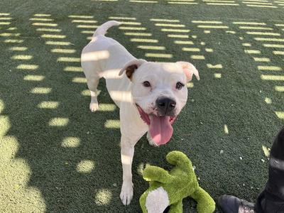 A white dog with a black nose and ears standing on green artificial turf, with its tongue out and a green toy nearby.
