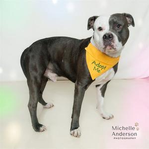 GUAPO, Pit Bull Terrier, adult, available for adoption