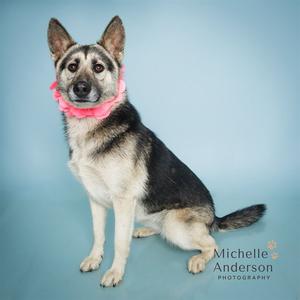 HERMIONE, German Shepherd Dog, adult, available for adoption
