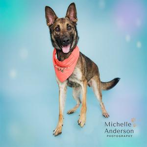 BRANDY, German Shepherd Dog, young, available for adoption