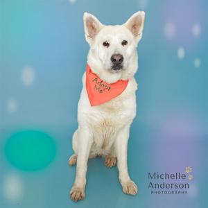 A white dog wearing an orange bandana that says "Adopt Me" sits on a blue background with a green circle and a purple circle in the background. The photo is credited to Michelle Anderson Photography.