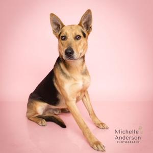 A tan and black dog with pointy ears sits on a pink background. A watermark for Michelle Anderson Photography is in the lower right corner.