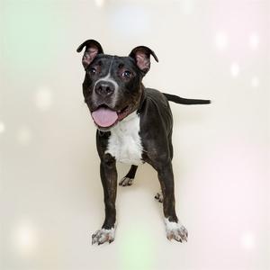 BISCUIT, Staffordshire Bull Terrier, young, available for adoption