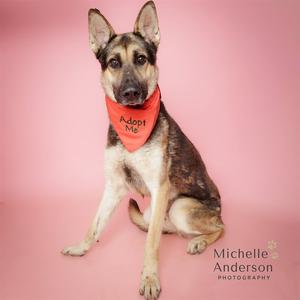 A German Shepherd dog wearing a red bandana with the text "Adopt Me" on it, sitting on a pink background.