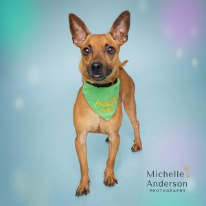 CHURRO, Chihuahua, adult, available for adoption