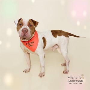 JAVA, Pit Bull Terrier, adult, available for adoption