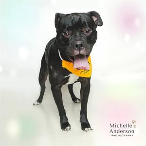 BRUCE WAYNE, Pit Bull Terrier, adult, available for adoption