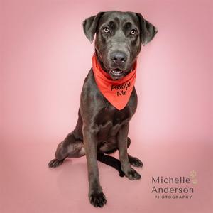 BASTIAN, Labrador Retriever, adult, available for adoption