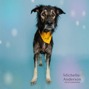 A black and white dog wearing a yellow bandana with a logo on it, standing against a blue background with white speckles.