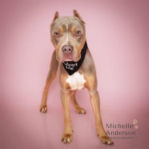 A brown and white pit bull dog wearing a black bandana with the text "Adopt Me" on it, standing on a pink background.