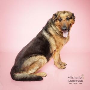 BERTHA, German Shepherd Dog, senior, available for adoption