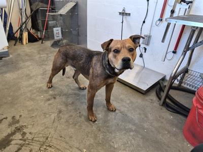 GOLD, Pit Bull Terrier, adult, available for adoption