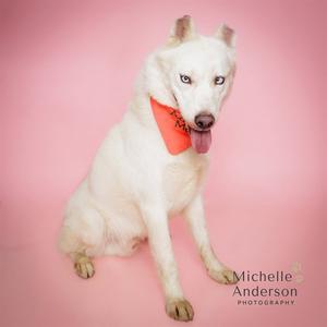 A white dog with blue eyes wearing a red bandana sits on a pink background.