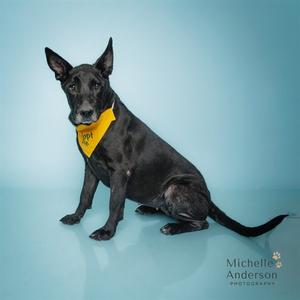 A black dog wearing a yellow bandana, sitting on a blue background.