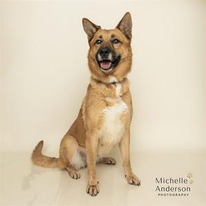 A brown and white dog sitting on a white background, looking at the camera with its mouth open.