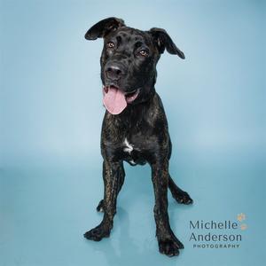A black dog with a white patch on its chest, sitting on a blue background with its tongue out, looking at the camera.