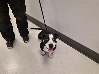 A black and white dog on a leash, sitting on a tiled floor, looking up at the camera with its tongue out.