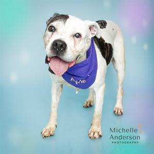 DOTTIE, Boxer, senior, available for adoption