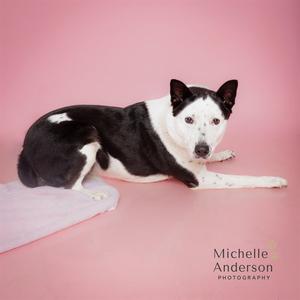 A black and white dog lying on a pink surface with a pink background.