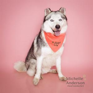 A husky dog wearing an orange bandana with the text "Adopt Me" on it, sitting against a pink background.