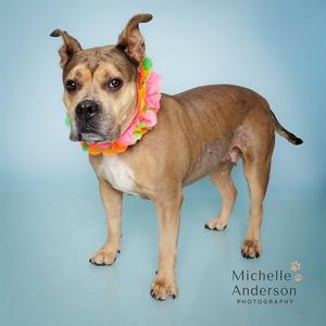CASHMERE, Pit Bull Terrier, senior, available for adoption