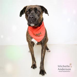 COCO, Pit Bull Terrier, adult, available for adoption