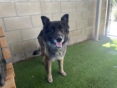 FRANNY, German Shepherd Dog, senior, available for adoption