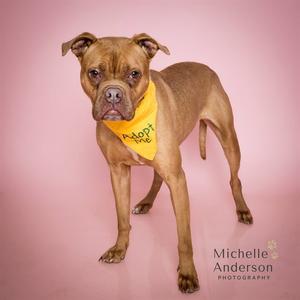 A brown dog wearing a yellow bandana that says "Adopt Me" stands against a pink background.