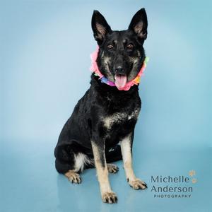 KAYA, German Shepherd Dog, adult, available for adoption