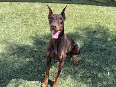 A Doberman Pinscher dog sitting on a grassy field with its mouth open and tongue out, looking happy and energetic.
