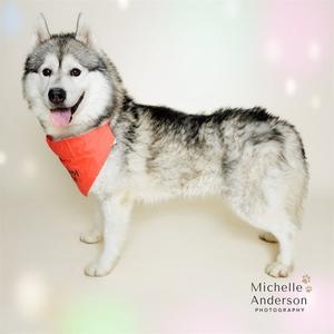 BANKS, Siberian Husky, adult, available for adoption