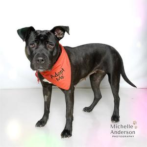 HAZEL, Pit Bull Terrier, adult, available for adoption