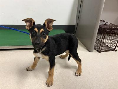 A164567, German Shepherd Dog, puppy, available for adoption