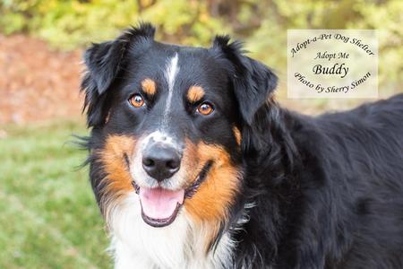 BUDDY, Australian Shepherd, adult, available for adoption