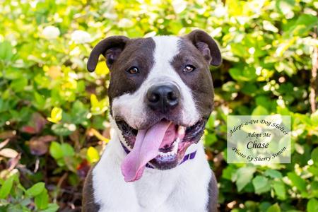 CHASE, Pit Bull Terrier, adult, available for adoption