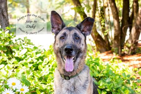 DUKE, German Shepherd Dog, adult, available for adoption