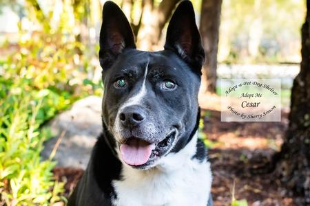 CESAR, Akita / Australian Kelpie, senior, available for adoption